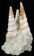 Beautiful Fossil Turritella Cluster - France #29608-1